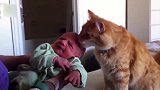 猫咪其实很想说，我都这样对你了，你怎么还不高兴呢