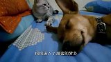 盘点：狗狗和猫咪之间的“爱恨情仇”，谢谢，有被笑哭！