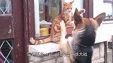 盘点：狗狗和猫咪之间的“爱恨情仇”，谢谢，有被笑哭！