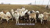 世上“最惨”的动物，躲过了无数天敌，却葬送在自己手中！