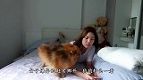 小奶狗把主人当妈妈，躺在“妈妈”怀里不停撒娇，这谁扛得住呀