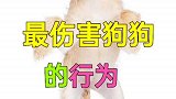 最伤害狗狗的行为，你做过吗？