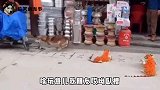 虽然我不是人，但你是真的狗啊