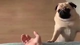 八哥犬平时让你摸我，现在挠个痒痒都不给吗