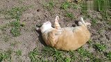 随处都是猫窝，哪里都睡得香甜，你们家的胖橘是这样的吗？