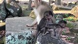 小猴子在做什么，艾登杰西洛里在一起玩，有趣的猴子