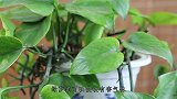 养好绿萝并不难，巧妙运用2种料，毛病少长势旺叶子翠绿清新