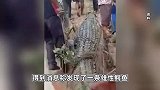 马来西亚老人离奇失踪，警方四天后在4米长鳄鱼胃里发现其尸体