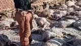新疆北部遭遇寒潮，羊群被冻死冻伤