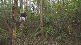 户外生存：营地搭建好后，小姐姐便上山寻找食材了
