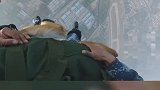 狗狗都上天了！空降兵带着空降犬高空跳伞