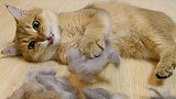 猫咪一天能掉多少毛？一周能掉多少毛？主人梳完崩溃了！
