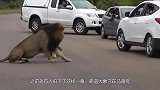 霸道大象守在马路旁，疯狂袭击过往车辆，镜头揭秘事情真相