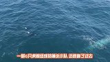 难得一见的一幕，6头虎鲸猎杀巨大的蓝鲸，场面激烈壮观