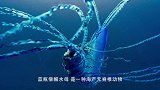 水母究竟是如何杀人的？画面放大300倍，人背脊发凉！