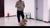金毛十一吃饭等待习惯培养