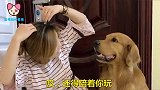 女主人多次对金毛说爱你，金毛的反应让人意外，这狗一点也不傻