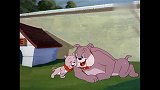 猫和老鼠：汤姆遭大狗强迫配合教孩子，杰瑞则趁虚而入，真惨