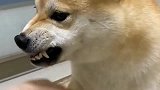 柴犬生气的开关是在脚底吗,怎么一抬起脚就呲牙