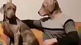 给狗子都整懵圈了，这主人是不是进化了啊，比我早啊