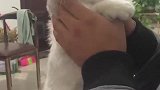 猫：我又不读书，干嘛给我听诗歌呀！