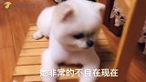 狗狗喜欢被夸奖，一被嘲笑就翻脸，超会审时度势这狗是成精了