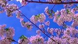 立是开始，春是希望，掩饰顺遂，不止春天，愿人遂春好，春与人宜