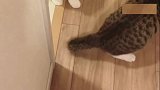 小猫：妈咪你看，就是这东西欺负我，帮我抓过来！