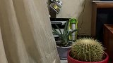 窗帘、仙人球、猫爪，我留哪一个
