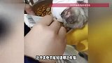 外卖员带着捕猫笼偷猫，女子与其沟通希望把猫送回