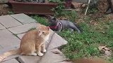猫：别急，让我多荡会儿秋千！