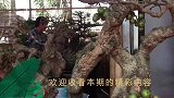 精美的盆景我喜欢，枝干蜿蜒，宛若“蛟龙”，实在赏心悦目超级美
