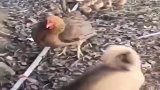 中华田园犬：鸡大嫂，我是跟你孩子闹着玩呢