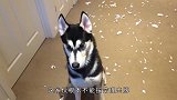 哈士奇惹怒女主人，下一秒被怒打狗头，二哈：脑瓜子嗡嗡的！