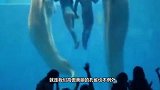 拍到一只白鲸与游客互动，隔空飞吻，网友：它是在对你吐口水呢！