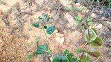长了8年金刚藤到底有多大？小伙挖了一个小时后，结果出乎意料
