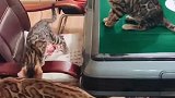 猫：有没有打麻将的啊，三缺一！