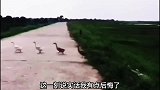 爆笑：就没见过这么糊涂的大鹅