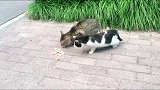猫咪的这一腿笑死我了，直接按住对方不让它吃