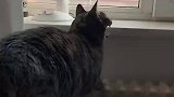 猫咪张着嘴颤抖，主人见状十分不解