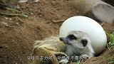倒霉猫鼬惹怒同伴，竟被群殴致死，网友：下手太狠了