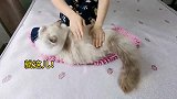 公猫做按摩被母猫撞见，布偶夫妻大打出手，可爱到窒息