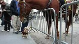 实拍占领华尔街爆萌一幕宠物犬与铁骑对峙