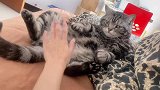 公猫太会找地方了，身子还专门靠着主人的腿！