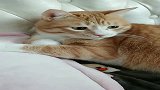 金箍戴上之后你再也不是只凡猫了，猫：愚蠢的人类！