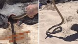 澳大利亚：一座儿童游乐场旁边现剧毒眼镜蛇，捕蛇人将其移走