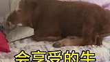 这头小牛真会享受