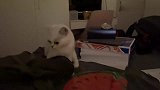 怀孕的猫咪智商会下降，咩咩的低智商行为