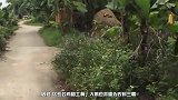 小男孩挑衅大公鸡，遭到大公鸡的报复，画面令人哭笑不得！