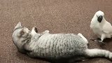 猫咪不想搭理鹦鹉，但鹦鹉非要贱兮兮地伸爪招惹